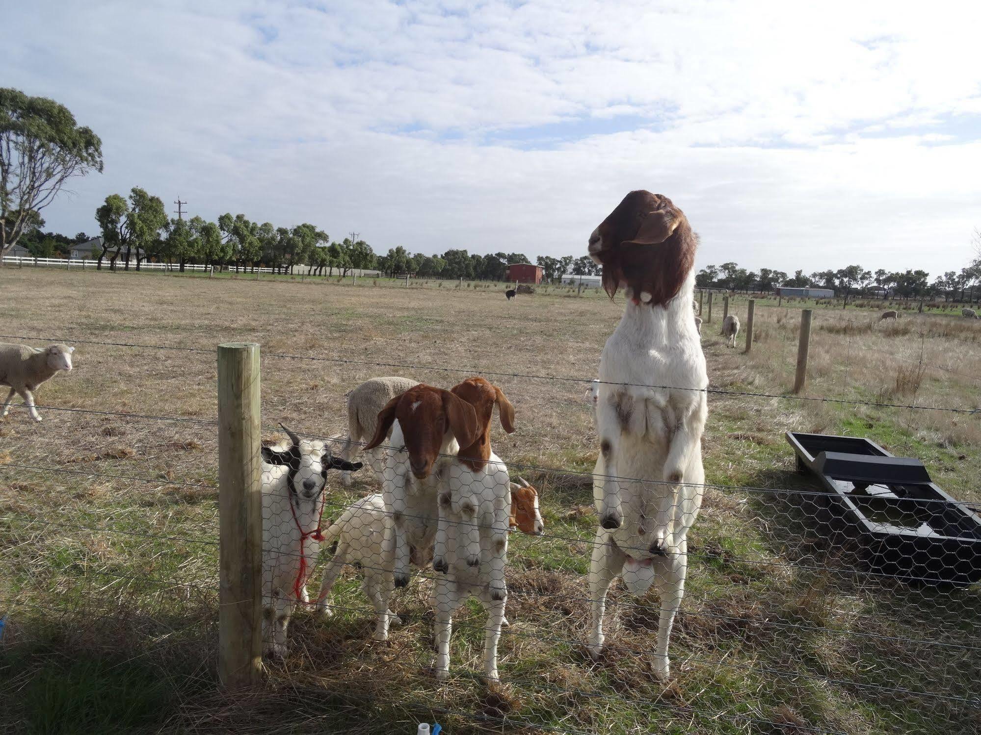The Oxley Estate Bed & Breakfast Portarlington Bagian luar foto